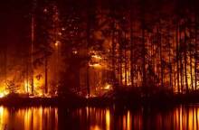 Περισσότερα από 800.000 στρέμματα καταστράφηκαν στον Έβρο σε μια πολυήμερη πυρκαγιά που αφάνισε το δάσος της Δαδιάς (ΦΩΤΟ: © Σάκης Γιούμπασης)