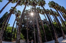 Ο ήλιος κρυμμένος πίσω από τους φοίνικες στον Εθνικό Κήπο