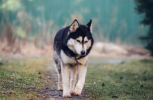 Τα νέα σενάρια για τον θάνατο του χάσκι στην Αράχωβα