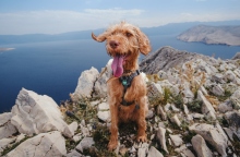 Η ταχύπνοια στους σκύλους 