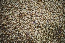 Σπόροι τσία