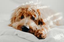 Τι είναι το Σύνδρομο του Cushing