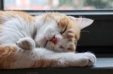 Το μυστήριο του γουργουρίσματος της γάτας