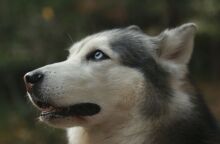 Συνεχίζονται οι έρευνες για τον μυστηριώδη θάνατο του Όλιβερ στην Αράχωβα