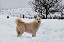 Meteo: Ποια ήταν η πιο «λευκή» χριστουγεννιάτικη χρονιά στην Ελλάδα - Βάση των δεδομένων αριθμητικού μοντέλου της ευρωπαϊκής υπηρεσίας Copernicus από το 1991.