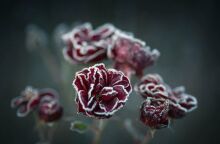 Εορτολόγιο: Σήμερα 29 Δεκεμβρίου 2024 γιορτάζει…