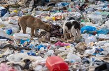 Πάνω από 500 σκυλιά ζουν στη χωματερή της Ξάνθης