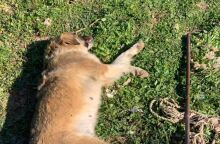 Μέγαρα: Παρέμβαση της εισαγγελέως του Αρείου Πάγου Αναστασίας Μασούρα για τη θανάτωση αδέσποτου σκύλου - Βρέθηκε άγρια κακοποιημένο το νεκρό ζώο. 