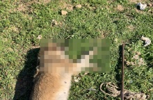 Νεκρή σκυλίτσα μετά την κακοποίηση της στα Μέγαρα