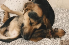 Είναι καλό να κοιμόμαστε με το κατοικίδιό μας; 