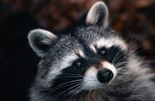 Καναδάς: Ρακούν προκάλεσε διακοπή ηλεκτροδρότησης στο Τορόντο - Εγκλωβίζοντας ανθρώπους σε ασανσέρ και αφήνοντας στο σκοτάδι χιλιάδες νοικοκυριά.