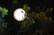 Πανσέληνος πίσω από φυτό