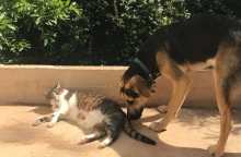 «Γατόσκυλο»: Είναι οι γάτες και οι σκύλοι αντίπαλοι;