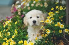 Θεσσαλονίκη: Δωρεάν πρόγραμμα ασφάλισης για υιοθεσίες αδέσποτων