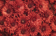 Λουλούδια για τον Άγιο Βαλεντίνο