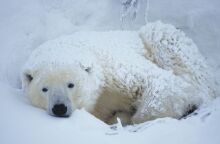 Περιβάλλον: Οι πολικές αρκούδες σε κίνδυνο λιμοκτονίας - Έρευνα για τις επιπτώσεις της κλιματικής αλλαγής στην Αρκτική.