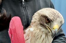 Κρήτη: Θύμα πυροβολισμών ο γερακαετός που φιλοξενείται στην ANIMA - Όπως έδειξε η ακτινογραφία του έχει δεχτεί σκάγια στο κεφάλι.