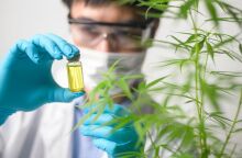 Άρχισε η συνταγογράφηση φαρμακευτικής κάνναβης στη χώρα μας και η διάθεσή της από τα φαρμακεία - Πού μπορούν να εφαρμοστούν οι θεραπείες.