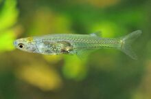 Το ψάρι Danionella cerebrum εξέπληξε τους επιστήμονες - Παράγει έναν ήχο δυσανάλογα ισχυρό σε σχέση με το μέγεθός του.