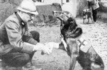 Πώς ξεκίνησε η διάσωση των ανθρώπων από τους σκύλους;