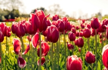 Εορτολόγιο: Σήμερα, 8 Μαρτίου, γιορτάζει…