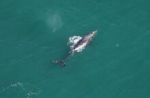 Ατλαντικός: «Απίστευτα σπάνια» γκρίζα φάλαινα εντοπίστηκε μετά από 200 χρόνια - Ο ρόλος της αύξησης της θερμοκρασίας του πλανήτη.