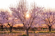 «Μυρίζει» Άνοιξη το Σάββατο 9 Μαρτίου