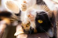 Πώς βλέπουν οι γάτες τον κόσμο;