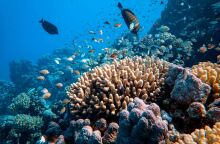 Πώς μπορούν υποβρύχια ηχεία να σώσουν τους κοραλλιογενείς υφάλους