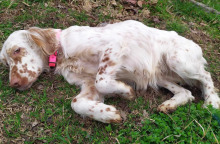 Animal’s voice: Πώς νιώθει ένας φρεσκοπαρατημένος σκύλος;