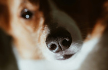 Το αποτύπωμα της μύτης του σκύλου μας θα μπορούσε να αντικαταστήσει τα μικροτσίπ;