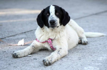 Animal’s voice: Γιατί έχουν αυξηθεί οι εγκαταλείψεις σκύλων;