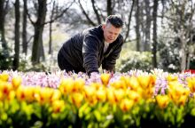 Ολλανδία: 75α γενέθλια για τον κήπο του Κέκενχοφ - Ο μεγαλύτερος με τουλίπες στον κόσμο - Αναμένει εκατοντάδες χιλιάδες επισκέπτες.