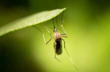 Υπουργείο Υγείας: Σχέδιο δράσης για τη λοίμωξη από τον ιό του Δυτικού Νείλου - Εγκύκλιος για τα προγράμματα ολοκληρωμένης διαχείρισης των κουνουπιών.