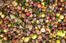 Food waste: Ένα δισ. γεύματα κάθε μέρα στα σκουπίδια 