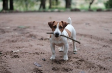 ΗΠΑ: Σκυλίτσα βρέθηκε 4.000 χλμ μακριά από το σπίτι της