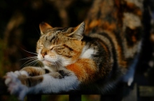 Γάτες: Οι λόγοι που τεντώνονται και κυρτώνουν την πλάτη τους όταν βλέπουν τους ανθρώπους.