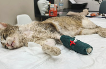 Animal’s Voice: Ο Δήμος Ανδρίτσαινας Κρεστένων αρνήθηκε να περιθάλψει γάτα που έφαγε φόλα