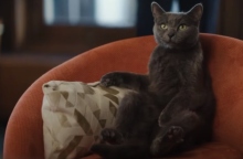 14 κορυφαίες διαφημίσεις με πρωταγωνίστριες γατούλες