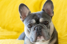 Τι είναι χρωματική αραίωση στο τρίχωμα των σκυλιών