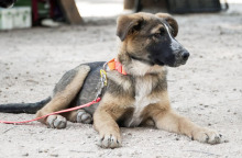 Γιορτή Υιοθεσίας