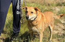 Η ιστορία του Μάρκου: Πώς βρήκα τον σκύλο μου που είχε χαθεί