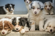 Αλωπεκία αραίωσης χρώματος του σκύλου: Όσα χρειάζεται να γνωρίζουμε