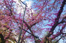 Κουτσουπιές