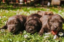 Τύφος: Κινδυνεύει ο σκύλος μας; 