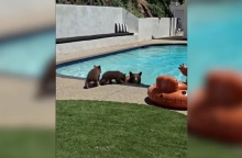 Καλιφόρνια: Viral η αρκούδα που έκανε βουτιά σε πισίνα σπιτιού 