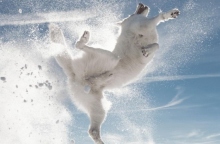 Comedy Pets Comedy Pets Photography Awards: Οι καλύτερς φωτογραφίες του διαγωνισμού κατοικιδίων 