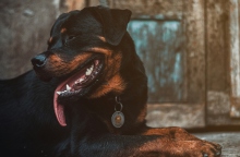 Νέα Σμύρνη: Χειρουργήθηκε το μωρό που δέχθηκε επίθεση από τον σκύλο 