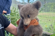 Κοζάνη: Ορφανό αρκουδάκι βρέθηκε σε αυλή σπιτιού 