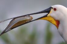 Χουλιαρομύτα, Λίμνη Κάρλα 